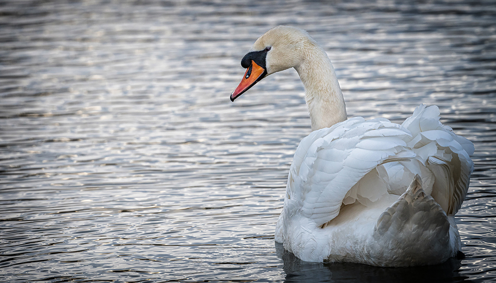 Swanning around Red Pond